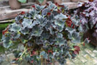 B. ‘Kabuto Mushi’